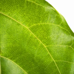 Fiddle Leaf Fig Tree -The Tree Center Store Fiddle Leaf Fig Tree 3G 03 600x600 1
