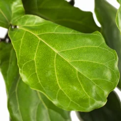 Fiddle Leaf Fig Tree