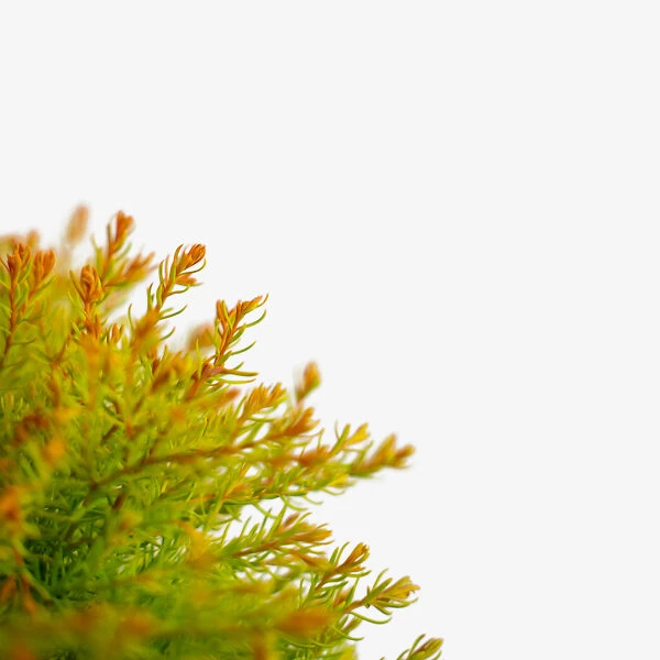 Fire Chief Arborvitae 1 Fire Chief Arborvitae