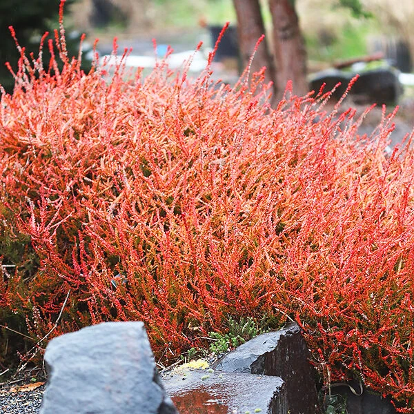 Firefly Scotch Heather 2 Firefly Scotch Heather - Image 2