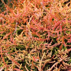 Firefly Scotch Heather 7 Firefly Scotch Heather -The Tree Center Store Firefly Scotch Heather 2 copy 1 600x600 1