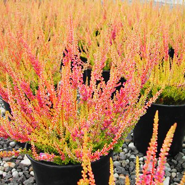 Firefly Scotch Heather 1 Firefly Scotch Heather