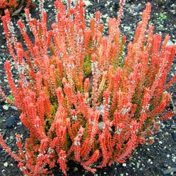 Firefly Scotch Heather 9 Firefly Scotch Heather -The Tree Center Store Firefly Scotch Heather 4 copy 1 600x600 1