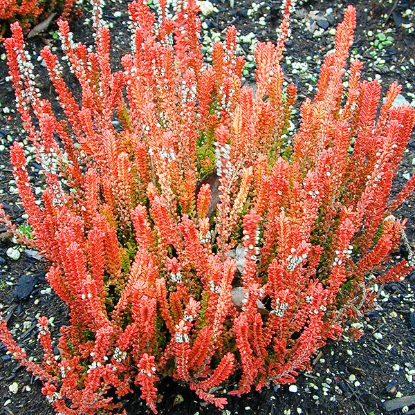 Firefly Scotch Heather 5 Firefly Scotch Heather - Image 5