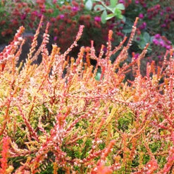 Firefly Scotch Heather 8 Firefly Scotch Heather -The Tree Center Store Firefly Scotch Heather 5 copy 1 600x600 1