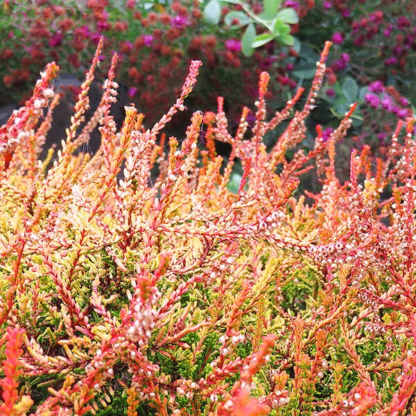 Firefly Scotch Heather 4 Firefly Scotch Heather - Image 4