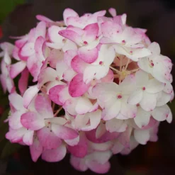 Firelight Tidbit® Hydrangea -The Tree Center Store Firelight Tidbit Hydrangea 1.1 copy 1 600x600 1