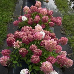 Firelight Tidbit® Hydrangea -The Tree Center Store Firelight Tidbit Hydrangea 4 copy 600x600 1