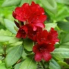 Firestorm Rhododendron