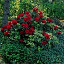 Firestorm Rhododendron -The Tree Center Store Firestorm Rhododendron 3 copy jpg