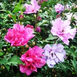 Fireworks Double Hardy Hibiscus