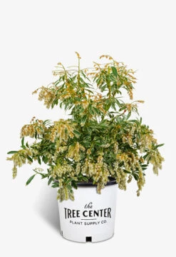 Flaming Silver Pieris 9 Flaming Silver Pieris -The Tree Center Store Flaming Silver Pieris 5G 01 copy 600x875 1