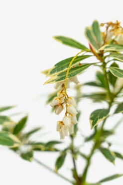 Flaming Silver Pieris 8 Flaming Silver Pieris -The Tree Center Store Flaming Silver Pieris 5G 03 copy 600x900 1