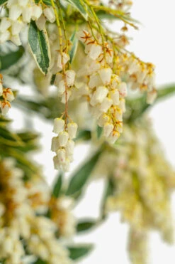 Flaming Silver Pieris 7 Flaming Silver Pieris -The Tree Center Store Flaming Silver Pieris 5G 04 copy 600x900 1