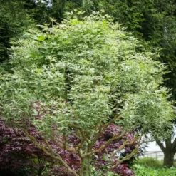 Flamingo Boxelder Maple -The Tree Center Store Flamingo Boxelder Maple 3 jpg webp e1694712450182