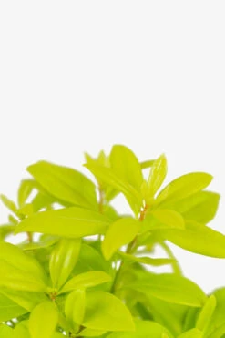 Florida Sunshine Anise Shrub 7 Florida Sunshine Anise Shrub -The Tree Center Store Florida Sunshine Anise Shrub 3G 02 copy 600x900 1