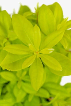 Florida Sunshine Anise Shrub 9 Florida Sunshine Anise Shrub -The Tree Center Store Florida Sunshine Anise Shrub 3G 04 copy 600x900 1