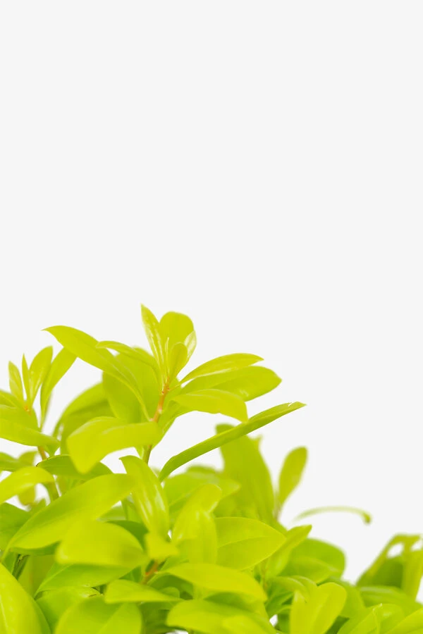 Florida Sunshine Anise Shrub 1 Florida Sunshine Anise Shrub