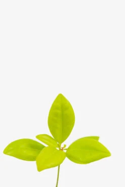 Florida Sunshine Anise Shrub 8 Florida Sunshine Anise Shrub -The Tree Center Store Florida Sunshine Anise Shrub 3G 06 copy 600x900 1