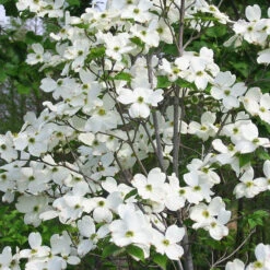 Flowering White Dogwood 7 Flowering White Dogwood -The Tree Center Store Flowering White Dogwood 3 copy 600x601 1