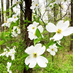 Flowering White Dogwood 6 Flowering White Dogwood -The Tree Center Store Flowering White Dogwood 4 copy 600x600 1