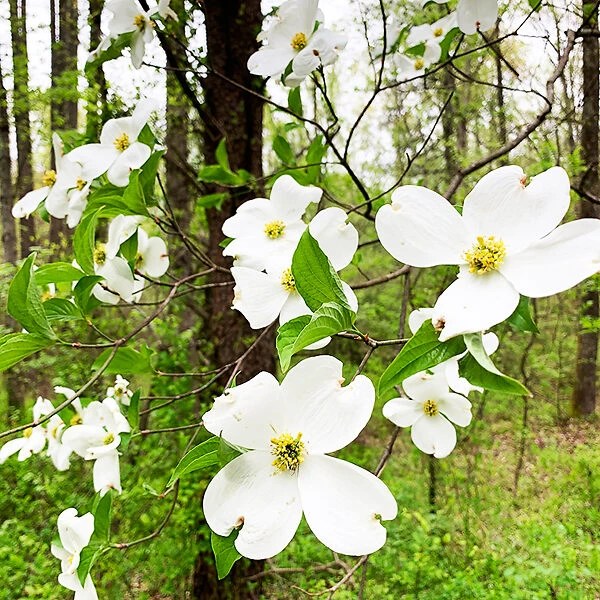 Flowering White Dogwood 3 Flowering White Dogwood - Image 3