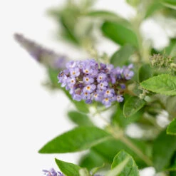 Flutterby Petite® Blue Heaven Butterfly Bush -The Tree Center Store Flutterby Petite Blue Heaven Butterfly Bush 3G 02 copy 2 600x600 1