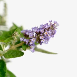 Flutterby Petite® Blue Heaven Butterfly Bush -The Tree Center Store Flutterby Petite Blue Heaven Butterfly Bush 3G 04 copy 1 600x600 1