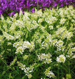 Flutterby Petite® Snow White Butterfly Bush