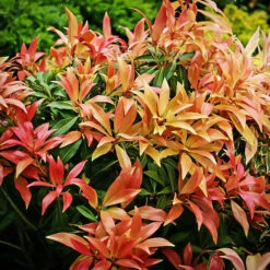 Forest Flame Pieris -The Tree Center Store Forest Flame Pieris 2 copy 600x600 1