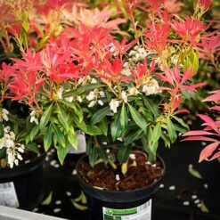 Forest Flame Pieris -The Tree Center Store Forest Flame Pieris 3 copy 600x600 1