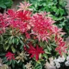 Forest Flame Pieris
