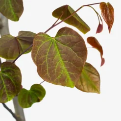 Forest Pansy Redbud -The Tree Center Store Forest Pansy Redbud 5G 02 copy 600x600 1