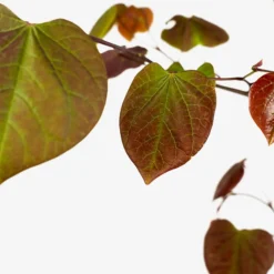 Forest Pansy Redbud -The Tree Center Store Forest Pansy Redbud 5G 05 copy 600x600 1