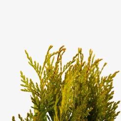 Forever Goldy Arborvitae -The Tree Center Store Forever Goldy Arborvitae 3G 02 600x600 1