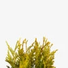 Forever Goldy Arborvitae