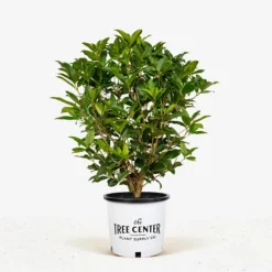 Fragrant Tea Olive
