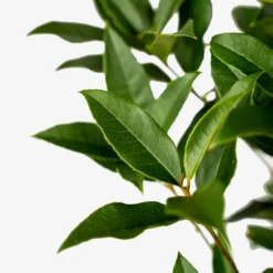 Fragrant Tea Olive -The Tree Center Store Fragrant Tea Olive 3G 03 600x600 1