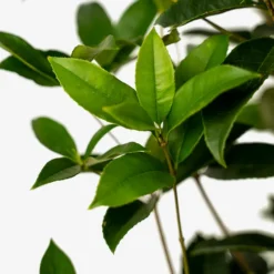 Fragrant Tea Olive -The Tree Center Store Fragrant Tea Olive 3G 05 600x600 1