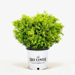 Franklins Gem Korean Boxwood 7 Franklins Gem Korean Boxwood -The Tree Center Store Franklins Gem Korean Boxwood jpg 600x600 1