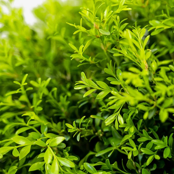 Franklins Gem Korean Boxwood 4 Franklins Gem Korean Boxwood - Image 4