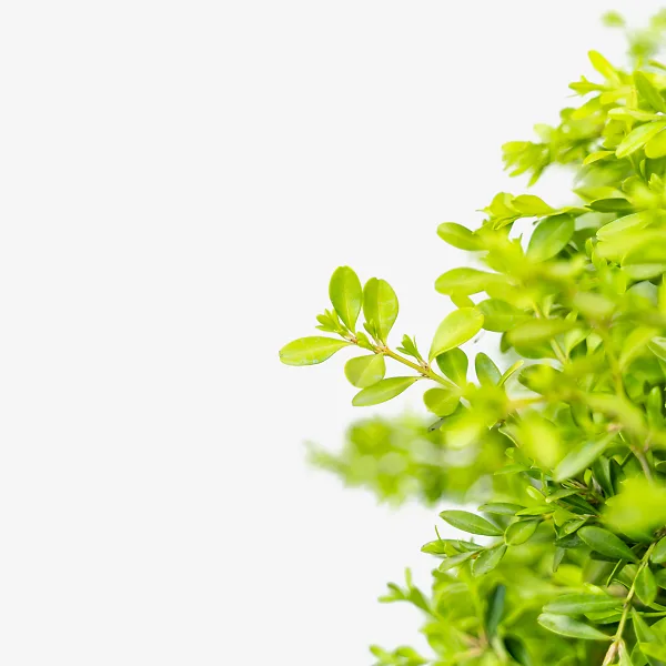 Franklins Gem Korean Boxwood 1 Franklins Gem Korean Boxwood