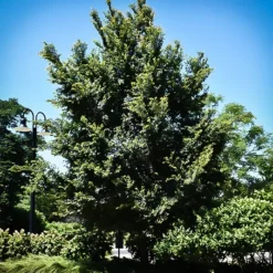 Frontier Elm -The Tree Center Store Frontier Elm 3 copy jpg webp