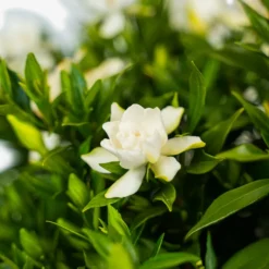 Frost Proof Gardenia -The Tree Center Store Frost Proof Gardenia 3G 03 copy 600x600 1