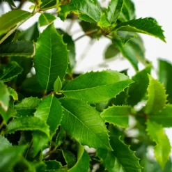 Fruitland Fortune's Osmanthus -The Tree Center Store Fruitland Fortunes Osmanthus 3G 02 copy 600x600 1