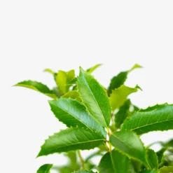 Fruitland Fortune's Osmanthus