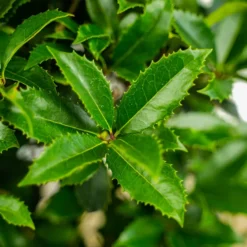 The Tree Center Store 16 The Tree Center Store -The Tree Center Store Fruitland Fortunes Osmanthus 3G 05 copy 600x600 1