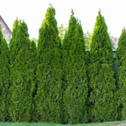 Full Speed A Hedge® American Pillar Arborvitae -The Tree Center Store Full Speed A Hedge American Pillar Arborvitae 2 copy jpg