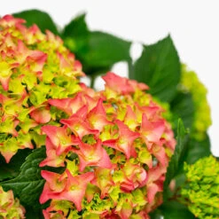Fuschia Glow Hydrangea -The Tree Center Store Fuschia Glow Hydrangea 3G 04 copy 2 600x600 1