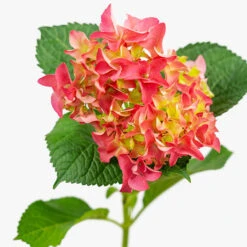Fuschia Glow Hydrangea -The Tree Center Store Fuschia Glow Hydrangea 3G 05 copy 2 600x600 1